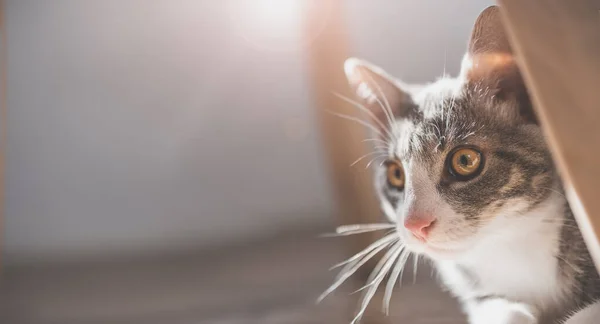 Little Grey Kitten Hiding Furniture Domestic Animal Indoors — Stockfoto