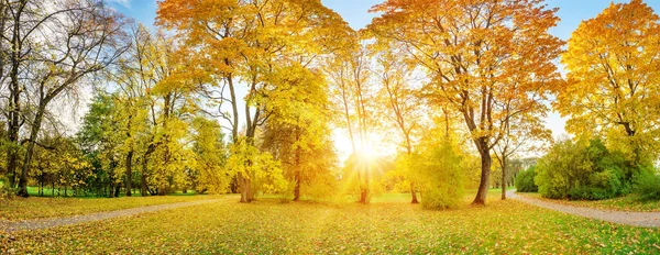 Panoramic View Trees Autumnal Park Sunny Day Beautiful Background Natural — 图库照片