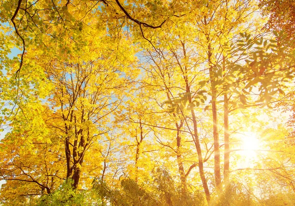Beutiful View Sunshine Autumnal Park Morning Natural Forest Autumn — Foto Stock