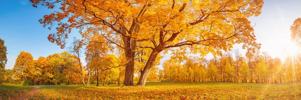 Beautiful View Meadow Old Tree Autumnal Park Sunny Day Panoramic — Φωτογραφία Αρχείου