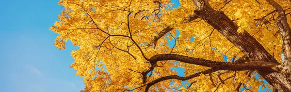 Looking Autumnal Tree Natural Park Huge Old Aok — ストック写真