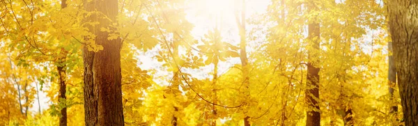 Beautiful Trees Autumnal Park Sunny Day Panoramic View Natural Garden — 스톡 사진