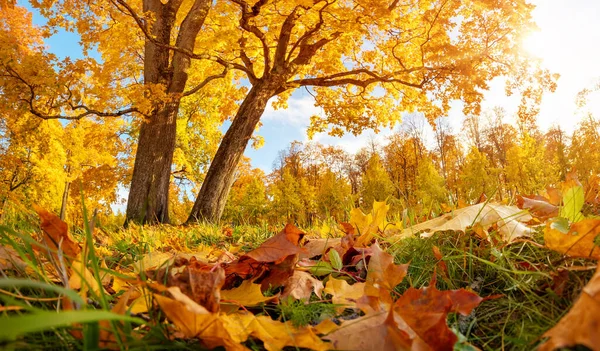 朝の秋の公園で木がある牧草地の美しい景色 自然の森の中の日の出 — ストック写真