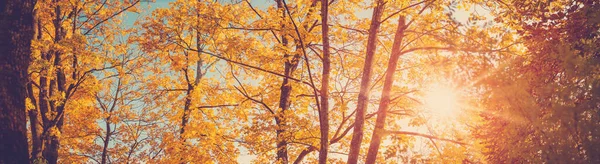 Panorámás Kilátás Nyílik Fákra Őszi Parkban Naplementében Természetes Erdő Ősszel — Stock Fotó