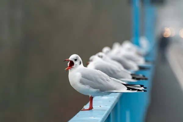 Schreiende Möwe. Möwen sitzen reihenweise auf einem Geländer an der Brücke. — Stockfoto