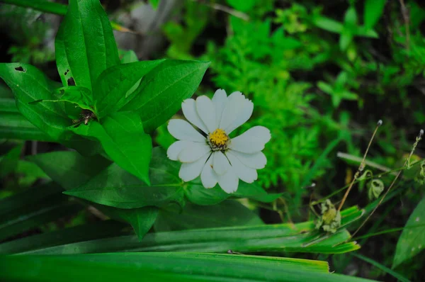 Fehér Virágok Zöld Levelek Között — Stock Fotó