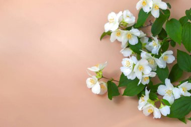 Yasemin filizi olan pastel bir arka planda. Kopyalama alanı ile kapat