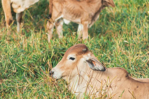 Vacas de color chocolate en el campo, descansando y comiendo hierba —  Fotos de Stock