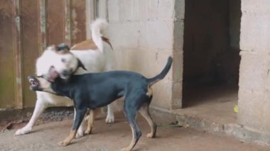 İki oyuncu köpek, birbirini ısırıyor.