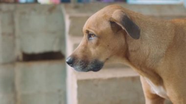 Çikolatalı köpek ufka bakıyor.