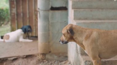 Çikolatalı köpek diğerlerini oynarken izliyor.