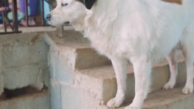 Beyaz köpek ufka bakıyor. Kuyruğunu sallıyorsun.