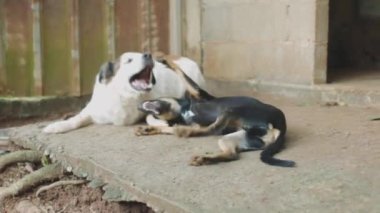 two playful dogs, biting each other