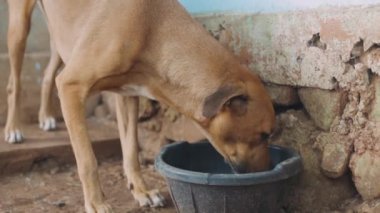 Çikolatalı köpek siyah boşlukta su içiyor.