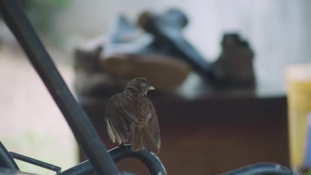 Πουλί που κινεί τα βρεγμένα φτερά του — Αρχείο Βίντεο