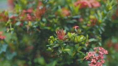 Kırmızı çiçeklerin çayırı. Kamera çiçekler arasında hareket eder..