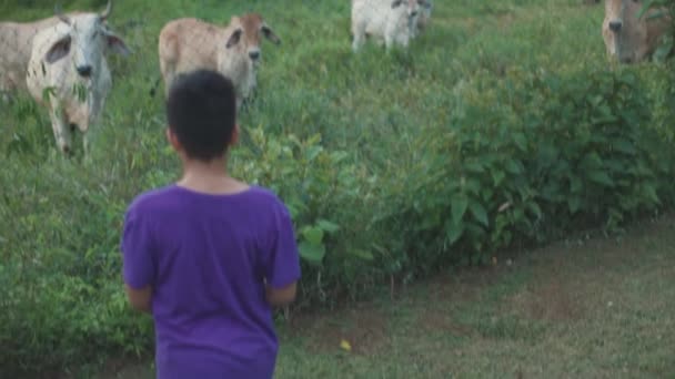 Boy Purple Sweater Standing His Back Looking Cows Green Field — Video