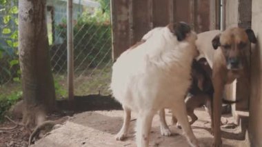 white dogs biting the black dog. general plan.