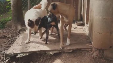 three dogs playing bite, general plan.