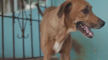 Çikolatalı köpek merdivenlerde namluyu açıyor, orta boy..