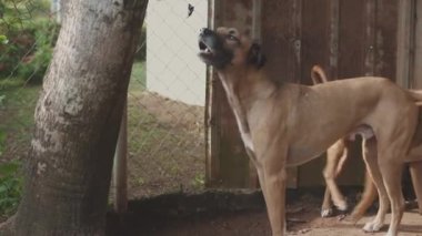 Açık ağızlıklı ve kuyruğunu sallayan iki çikolatalı köpek, orta boy..