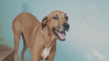 Çikolatalı köpek ağzını açıyor ve kuyruğunu sallıyor, orta boy uçak..