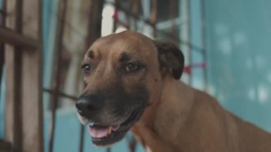 Siyah ağızlıklı köpek kuyruğunu sallıyor ve bakıyor. Düşük açılı atışa karşı..