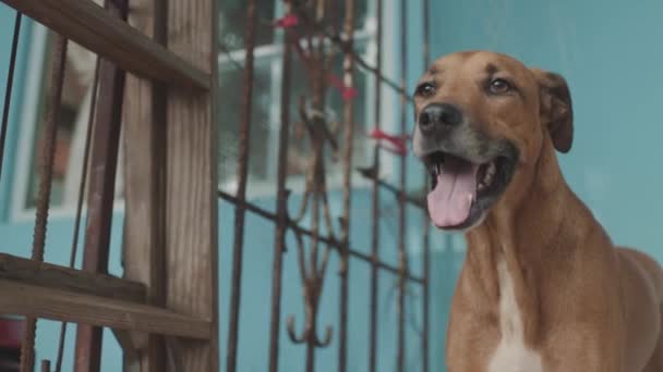 Čokoládový Pes Dívá Obzor Otevřenou Tlamou Vrtí Ocasem Přitisknutým Nasekanému — Stock video