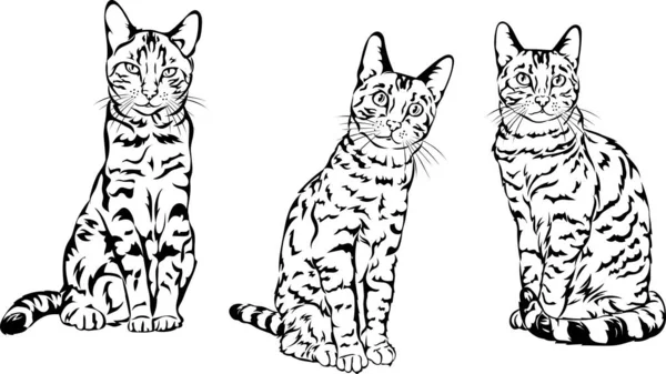 ベンガル猫 画像の3つの変種 ベクトル イラスト イラスト セット 隔離された シンプルな アイコン アート — ストックベクタ