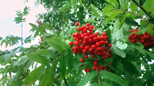 Parlak kırmızı böğürtlenli Rowan sürüleri yaprakların arasında ağaçta yetişir. — Stok video