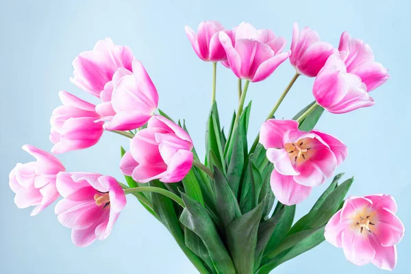 Hermosos tulipanes blancos rosados sobre fondo azul, horizontales, vista lateral, primer plano — Foto de Stock