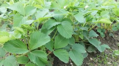 Bahçede yetişen çilek, yakın plan.