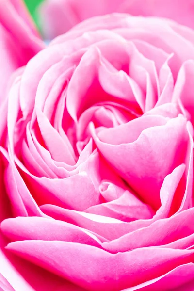 Красиві Рожеві Пелюстки Саду Вертикальні Крупним Планом — стокове фото