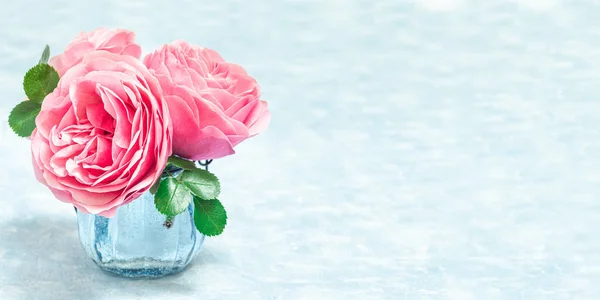 Букет Красивих Рожевих Садових Троянд Вазі Синьому Фоні Горизонтальний Копіювати — стокове фото