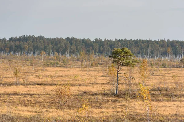 Auktumala bataklığı. Silute bölgesindeki yüksek bataklık. Pomeranya bölgesi. Sadece Batı Litvanya 'nın değil, aynı zamanda tüm Litvanya' nın en büyük sulak alanlarından biridir. Şaşırtıcı, dokunulmamış doğa..