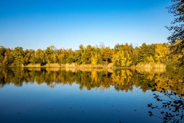 Almanya 'da Oberwaldsee adında küçük güzel bir göl Sonbaharda güneşli bir günde Suya yansıyan renkli bir ormanla.