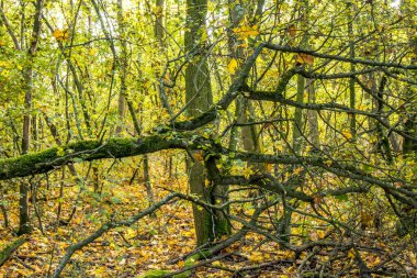 Sonbaharda güneşli bir günde Hesse, Almanya 'da, Mnchbruch adlı bir ormanda yürüyüş yapmak..