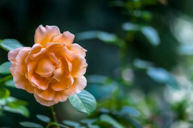 Frankfurt 'ta halka açık bir parkta güzel çiçekler, Yazın güneşli bir günde Hesse.