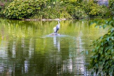 Yazın güneşli bir günde Frankfurt 'taki Palmengarten denen gölette sıradan bir gri balıkçıl..