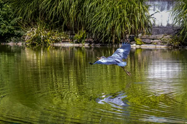 Common Grey Heron Pond Called Palmengarten Frankfurt Sunny Day Summer — Stock Photo, Image