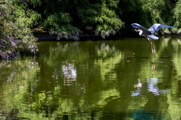 Uma Garça Cinza Comum Uma Lagoa Chamado Palmengarten Frankfurt Dia — Fotografia de Stock