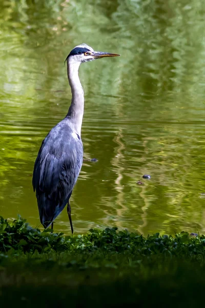 Ein Graureiher Einem Teich Palmengarten Frankfurt Einem Sonnigen Sommertag — Stockfoto