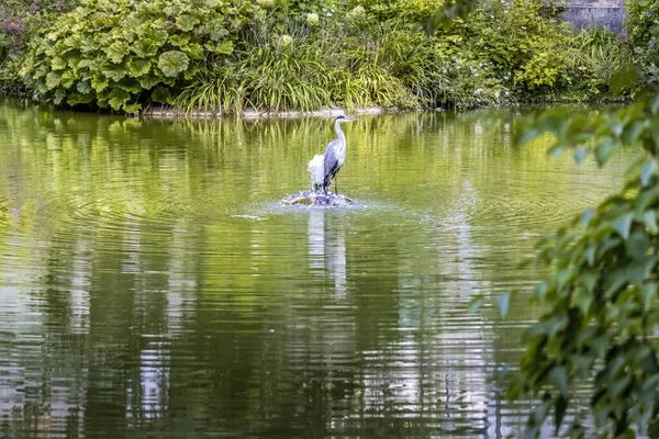 Ein Graureiher Einem Teich Palmengarten Frankfurt Einem Sonnigen Sommertag — Stockfoto