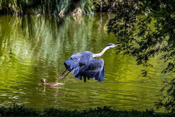 Ein Graureiher Einem Teich Palmengarten Frankfurt Einem Sonnigen Sommertag — Stockfoto