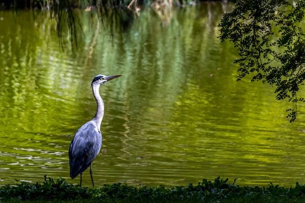 Airone Grigio Comune Uno Stagno Nel Cosiddetto Palmengarten Francoforte Una — Foto Stock