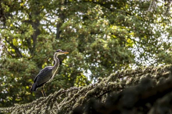 Ein Graureiher Einem Teich Palmengarten Frankfurt Einem Sonnigen Sommertag — Stockfoto