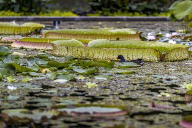 Yazın güneşli bir günde Frankfurt, Hesse 'de halka açık bir parkta nilüferli bir gölet..