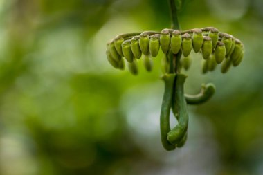 Yazın güneşli bir günde Frankfurt, Hesse 'de halka açık bir parkta muzlu güzel bir tropikal bitki..