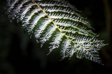Yazın güneşli bir günde Frankfurt 'ta halka açık bir parkta güzel yeşil yapraklar..