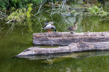 Yazın güneşli bir günde Almanya 'da Kalscheurer Weiher denilen küçük bir gölette devrilmiş bir ağacın üzerinde duran yaban ördeği çifti..